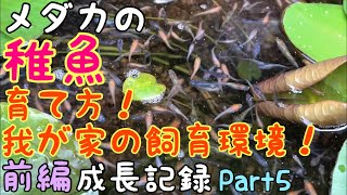 メダカの稚魚の育て方！コツ！飼育環境全部見せます！前編  成長記録part6