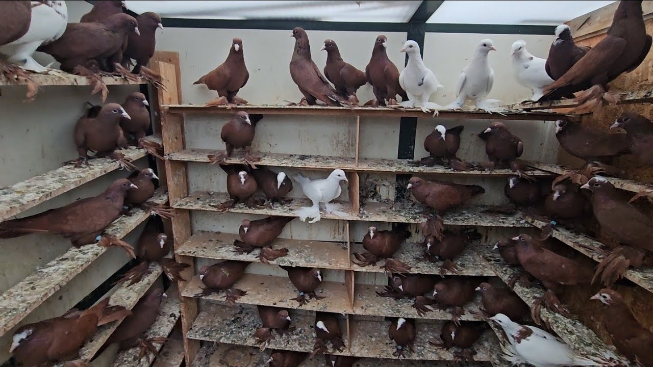 جبنالكم ببغاء اليلوناب🦜وزياره ميدانية يم الجناي نصير هولندا. وصورنالكم طيور الجناي الراقي موفق واحمد