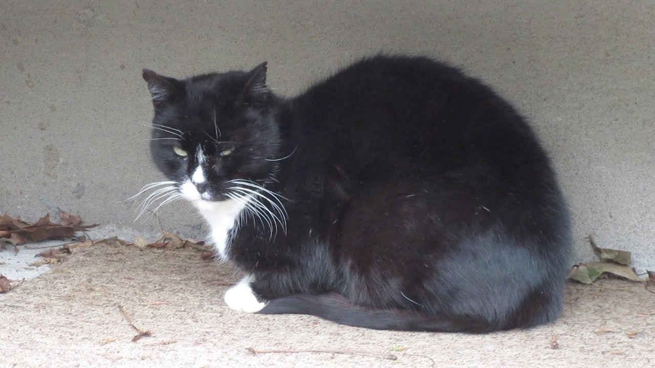 funny cats sleeping in weird positions compilation 2014 funnyplox Boo Year 2 #107 - Frozen Cat Food And Water, Mail Time, Hydrox Hissed