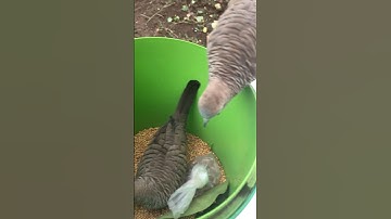 Perkutut lokal jinak aviary alam