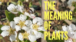 The Pear - The Meaning of Plants