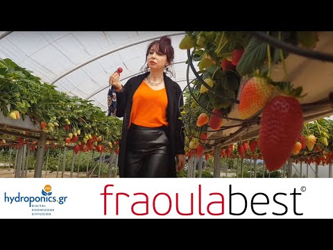 Βίντεο: Καλλιέργεια φραουλών σε θερμοκήπιο όλο το χρόνο ως επιχείρηση