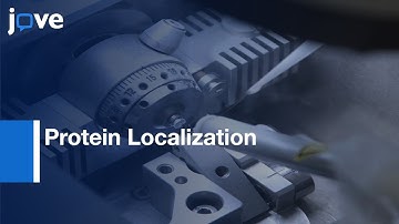 Correlative Super-resolution and EM to Resolve Protein Localization | Protocol Preview