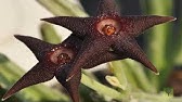 Orbea e Stapelia - A flor mais fedida que vai conhecer! - thptnganamst.edu.vn