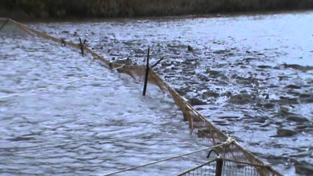 Рыбалка на реке барабашевка хасанского района