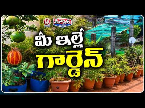 Warangal Residents Grow Vegetables And Fruits On Trace Grading | V6 Teenmaar - V6NEWSTELUGU