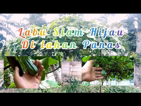 Video: Di manakah labu siam tumbuh?