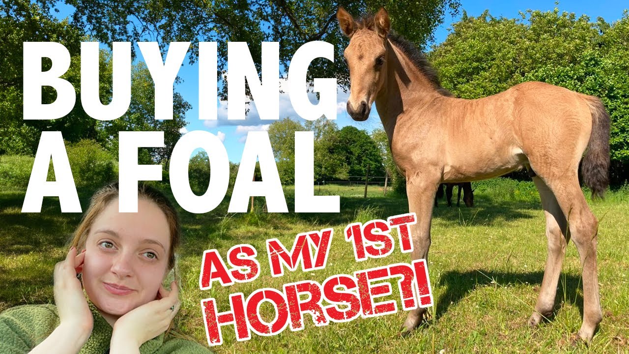 Riding trip to Norfolk and buying a foal as my first ever horse? | Chloe Does |