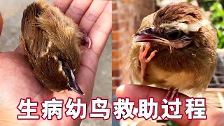 Rescue the dying thrush bird, baby bird stomach cold cold
