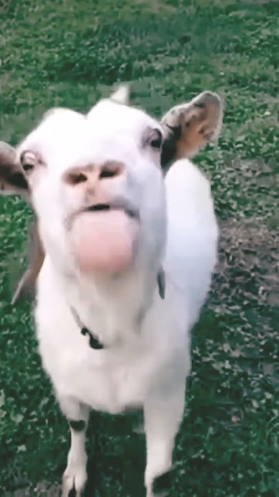 Lidah kambing ini terlalu panjang #kambing#lidah #panjang #terlalu #pakanternakkambing #pakankambing
