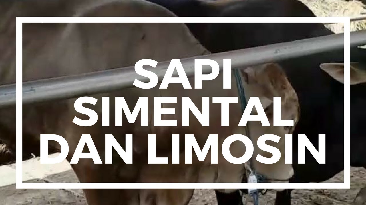 Info harga sapi qurban 2017 di Jakarta Sapi Simental Dan Limosin - YouTube