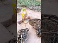Method New Bird Trap - Quail Trap #shorts