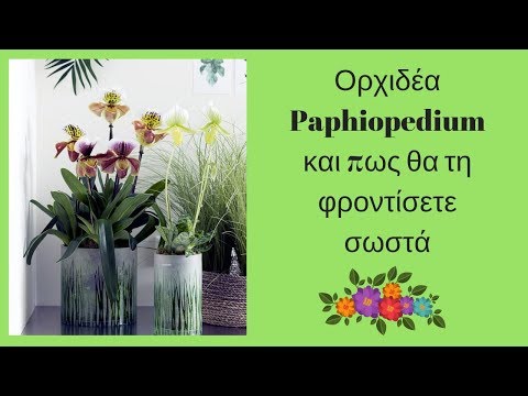 Βίντεο: Paphiopedilum: φροντίδα στο σπίτι, φωτογραφία. Γυναικεία παντόφλα Orchid