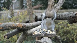 ABY 032 Grey Squirrels Not Sharing - CatTV - Videos for Cats - Squirrels, Blue Jay, Bird Watching by Andy's Back Yard 132 views 1 year ago 11 minutes, 47 seconds