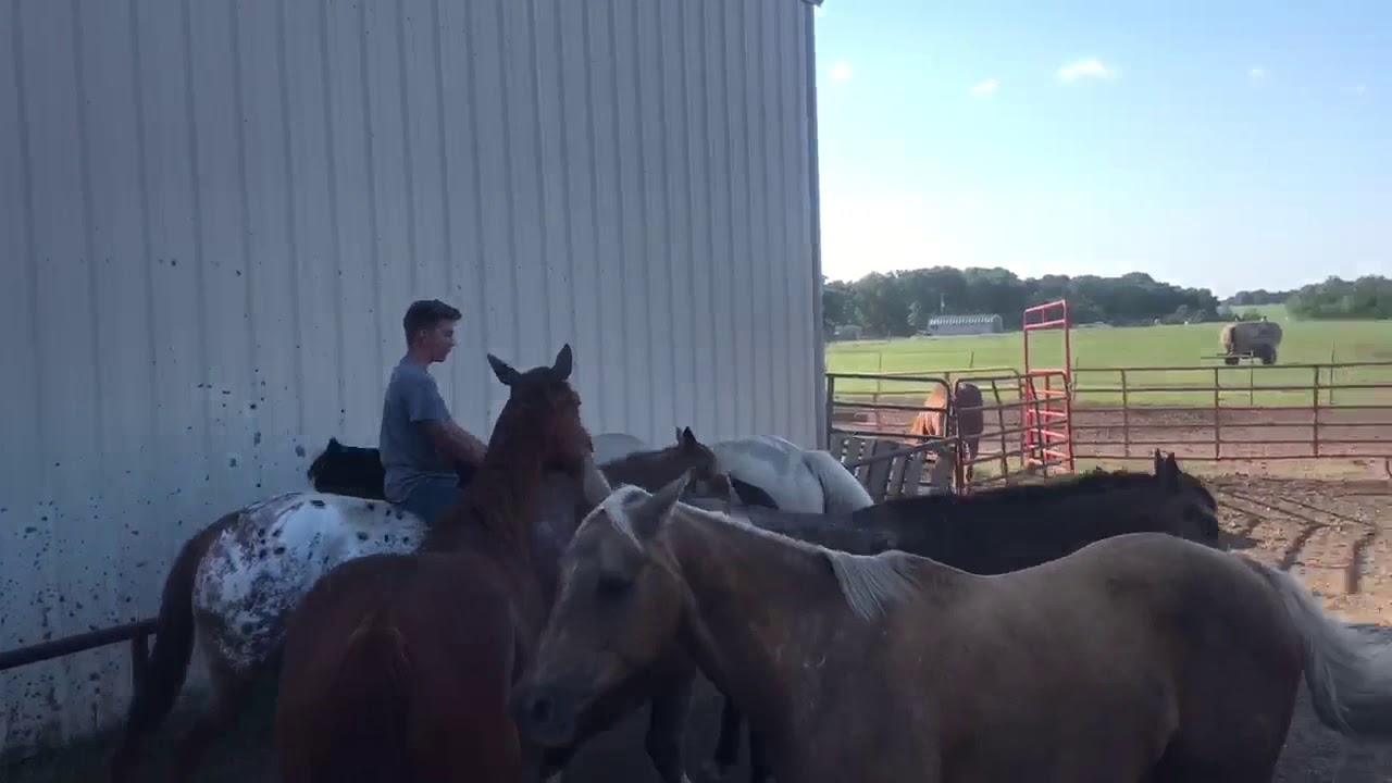 No bridle horse hopping! Jackpot, Cleveland, Zane, King YouTube
