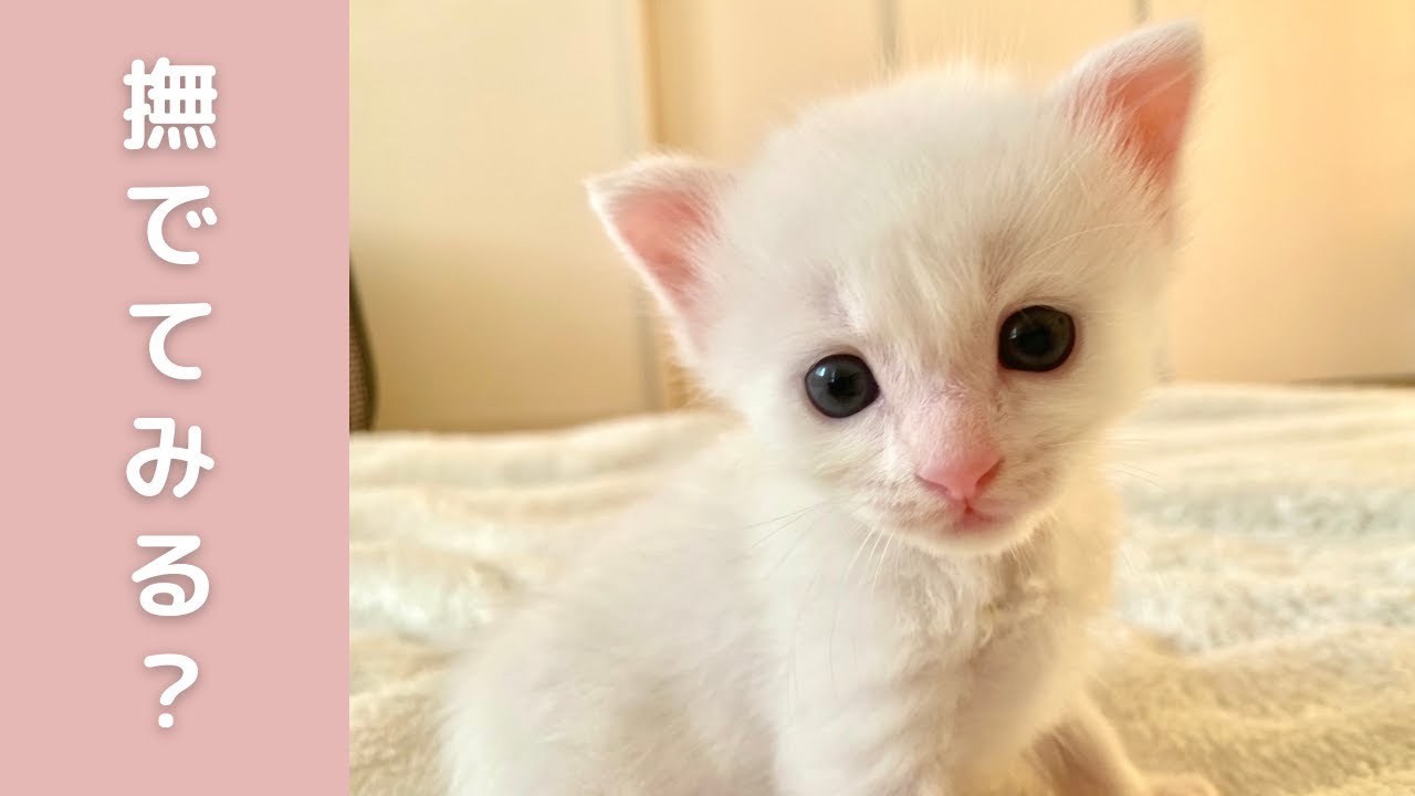 ふわふわ子猫を撫でている気分になれる動画です Youtube