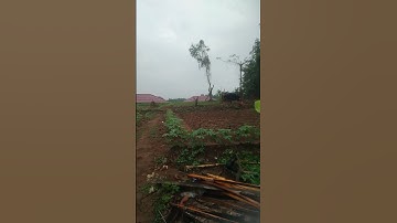 kebun singkong