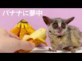 夢中でバナナを食べるお猿たち【ショウガラゴのピザトルとサラミー】