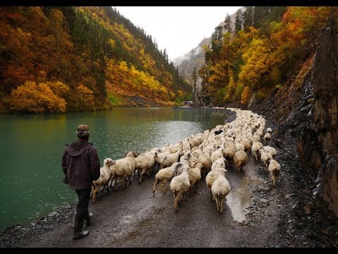 Shepherding in the Caucasus