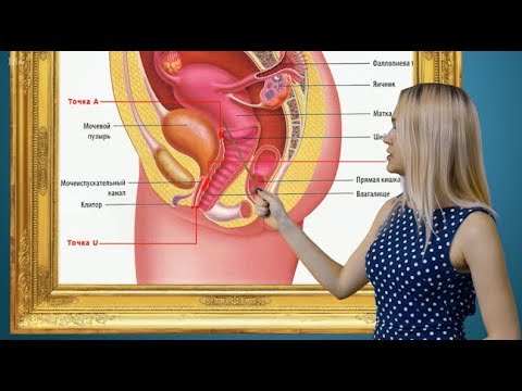 Как найти точку u у женщины
