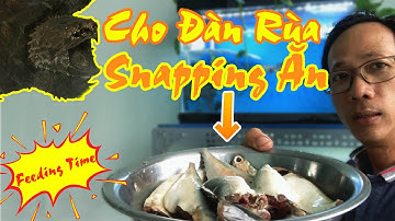 Cho Đàn Rùa Snapping Ăn Cá - Alligator Snapping Turtle - Common Snapping Turtle | Vũ Lê Channel