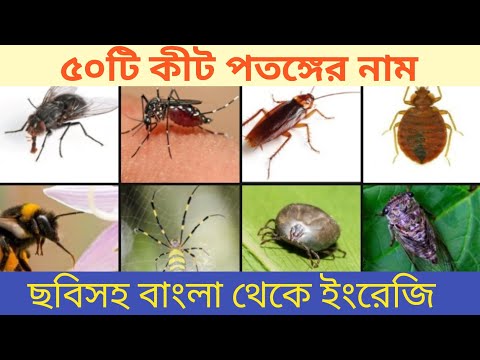 ভিডিও: পতঙ্গরা কি ঘুমাতে যায়?