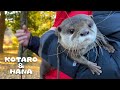 犬に追いかけられ子供達にかこまれるカワウソ散歩　Otters Strolling in The Park