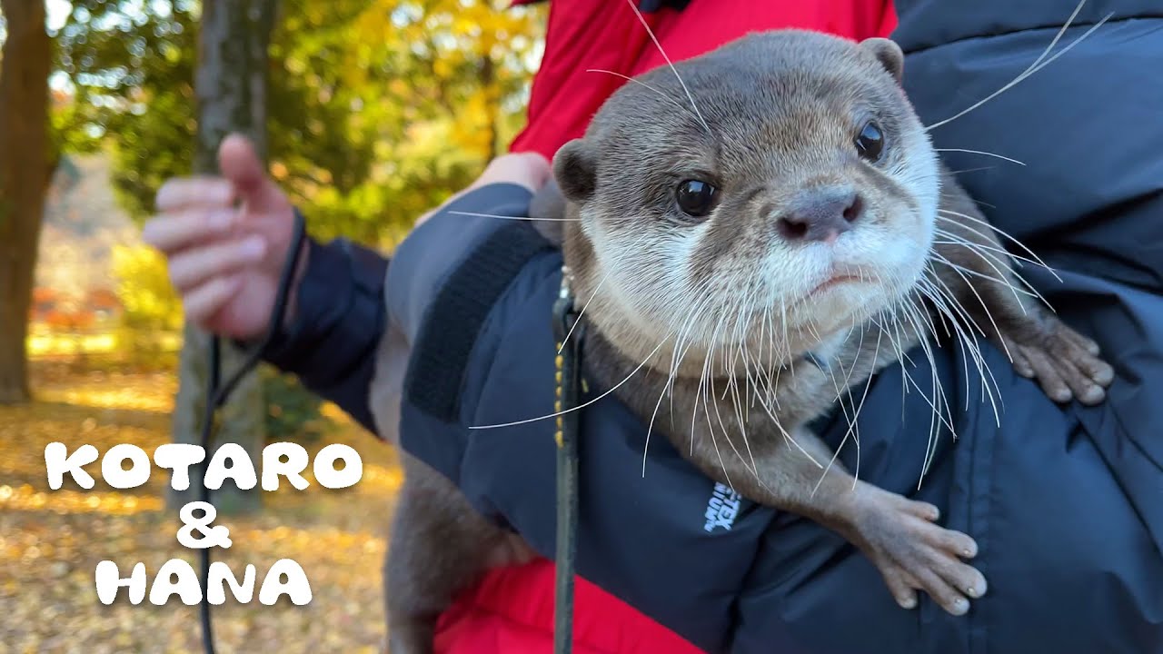 犬に追いかけられ子供達にかこまれるカワウソ散歩 Otters Strolling In The Park Youtube