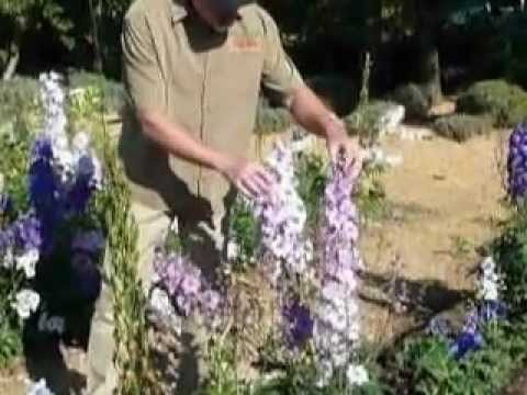 Videó: Delphinium Plant Companions: Tippek a Delphinium virágokkal történő társültetéshez
