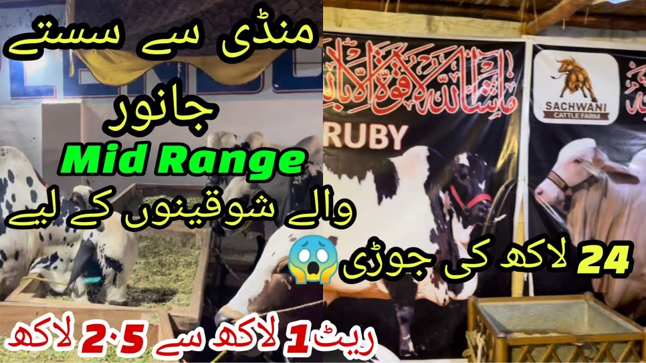 Mandi Se Sasta Janwar Mid Range Wale Shouqeeno K Liye Sharifabad Fb Mandi Se Sasta Janwar Mid Range Wale Shouqeeno K Liye Sharifabad Fb