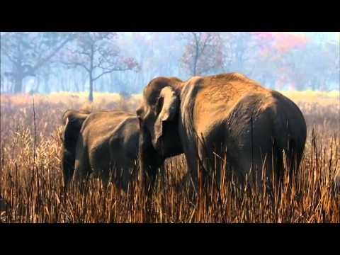 В царстве слонов  Тайны дикой природы Индии