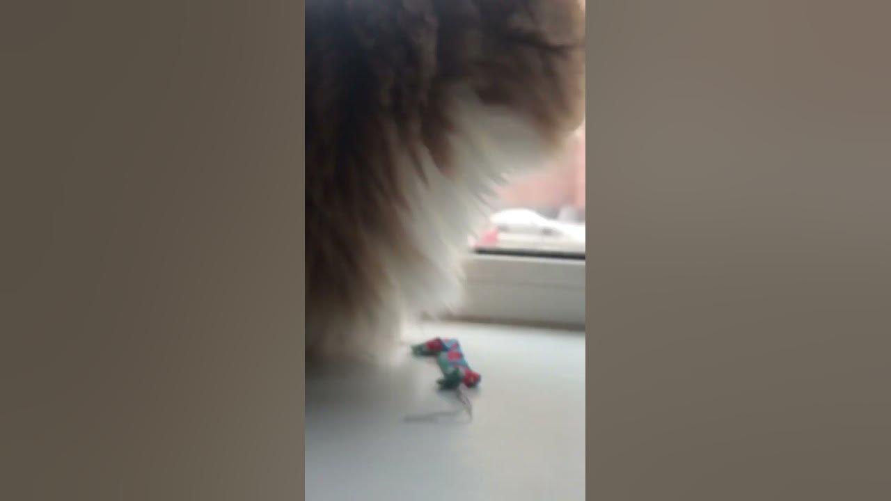 Муська пуська - YouTube