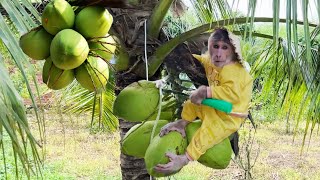 Funniest Animals Video  Best Monkey CUTIS  Harvest fruit, Videos of 2023 Compilation!