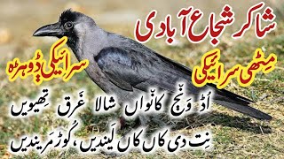 Shakir Shuja Abadi | Heart touching Saraiki Dohray voice RJ Asim screenshot 5