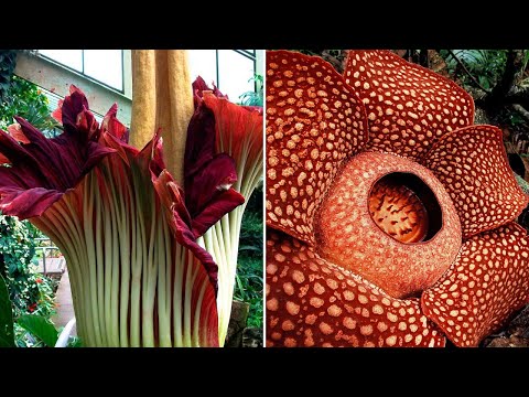 Видео: Гниль стебля кактуса канделябра: лечение гнили стебля кактуса канделябра