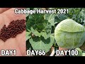 100일동안 키운 양배추 수확❤ㅣCabbage Harvest 2021