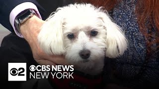Furry Friend Finder: Bojangles