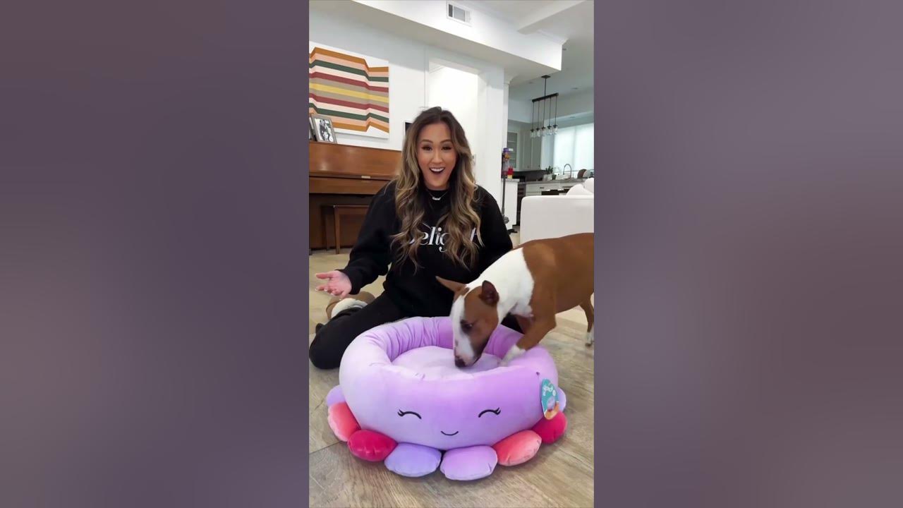 unboxing-the-viral-squishmallow-pet-bed-youtube