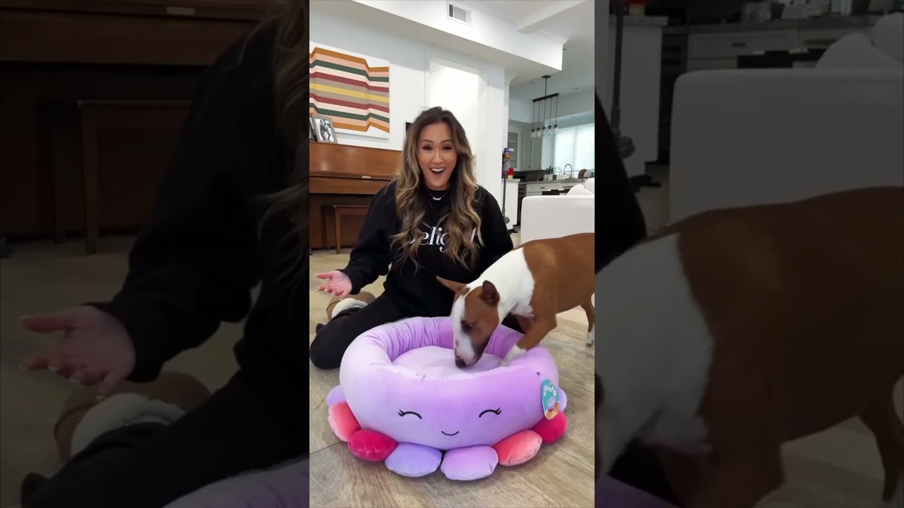 Unboxing The Viral Squishmallow Pet Bed YouTube Unboxing The Viral Squishmallow Pet Bed YouTube