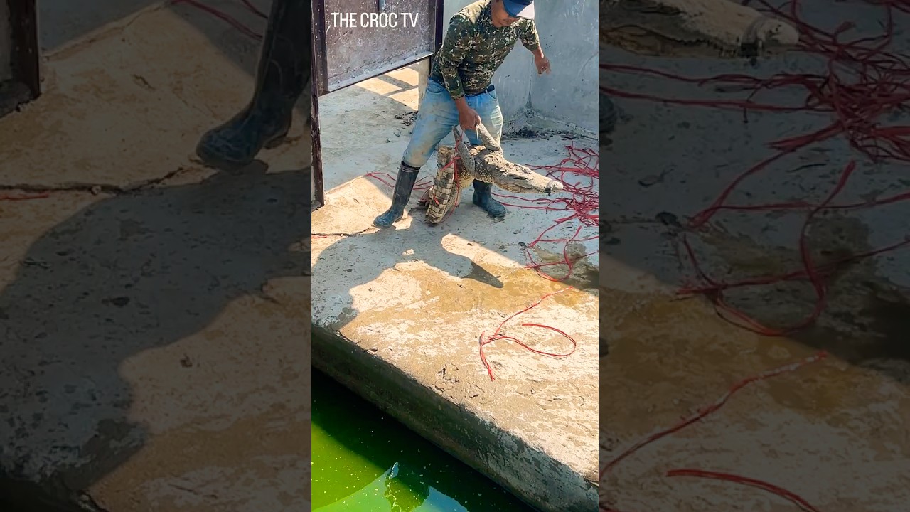 После того как веревку перерезали, рабочие завели крокодила в воду. 