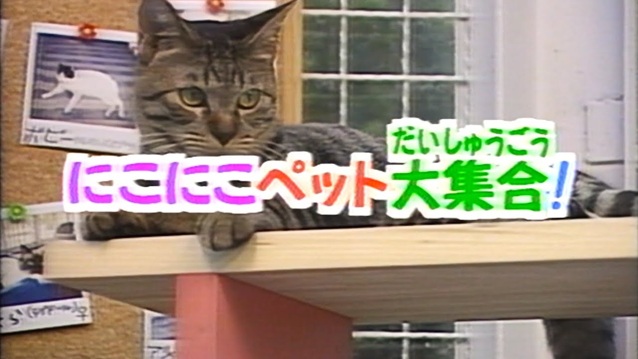 【60fps】いきもの探険隊「にこにこペット大集合！」