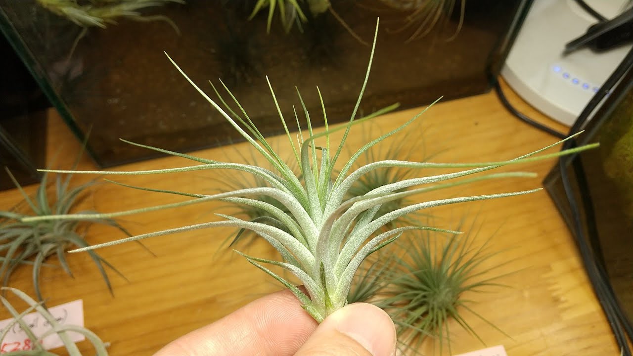 Introducing Tillandsia, released on May 11, 2026. - YouTube