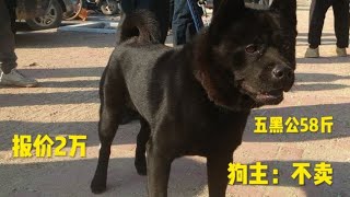 逛狗市遇到一只顶级五黑犬，直接报价2万，未能拿下！