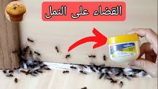مملكة ام جزائرية/ التخلص من النمل في المنزل نهائيا ? تدابير وافكار تهنيك من مشكل النمل في البيت