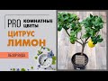 Цитрус Лимон  | Можно ли вырастить из косточки, нужны ли фитолампы для комнатного лимона