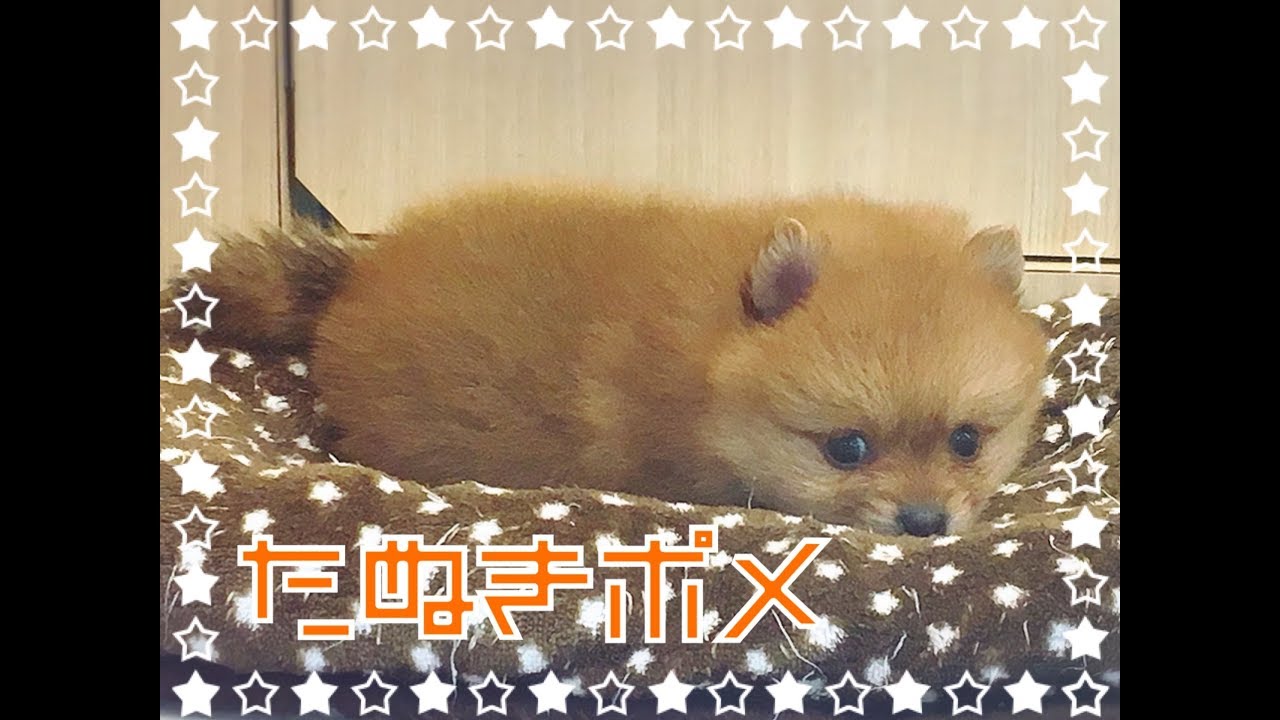 ポメラニアン 成犬予想2 5kg 小さめたぬきポメ 子犬や子猫たちのペット販売情報が満載 ペットステーション