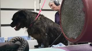 Newbie Max Skye terrier x pug experiences the Gentle dryer