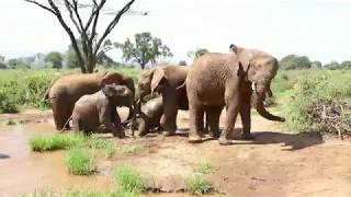 Elephants at the waterhole in Samburu National Reserve, Kenya