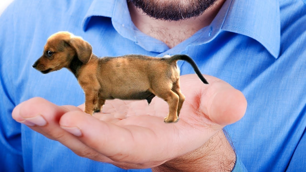 أصغر فصائل الكلاب حول العالم .!؟ - YouTube