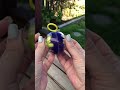 Yoyo ball  shorts asmr yoyoball yoyo fidget fidgettoys oddlysatisfying asmrsounds